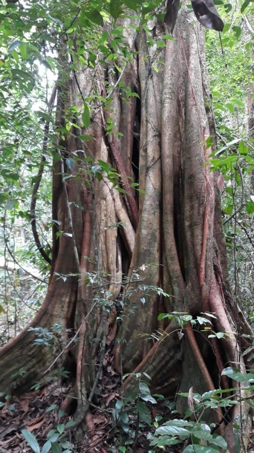 Rainforest River Edge Deniyaya Buitenkant foto